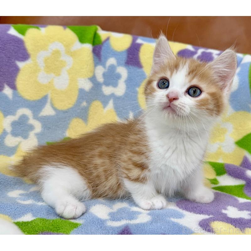 成約済の神奈川県のマンチカン-130905の3枚目