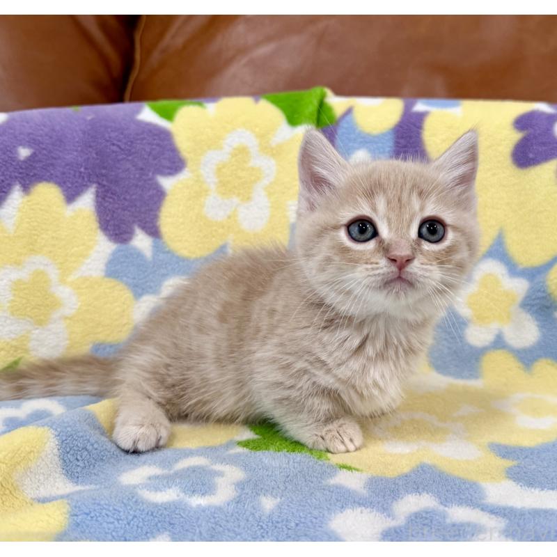 成約済の神奈川県のマンチカン-130335の9枚目
