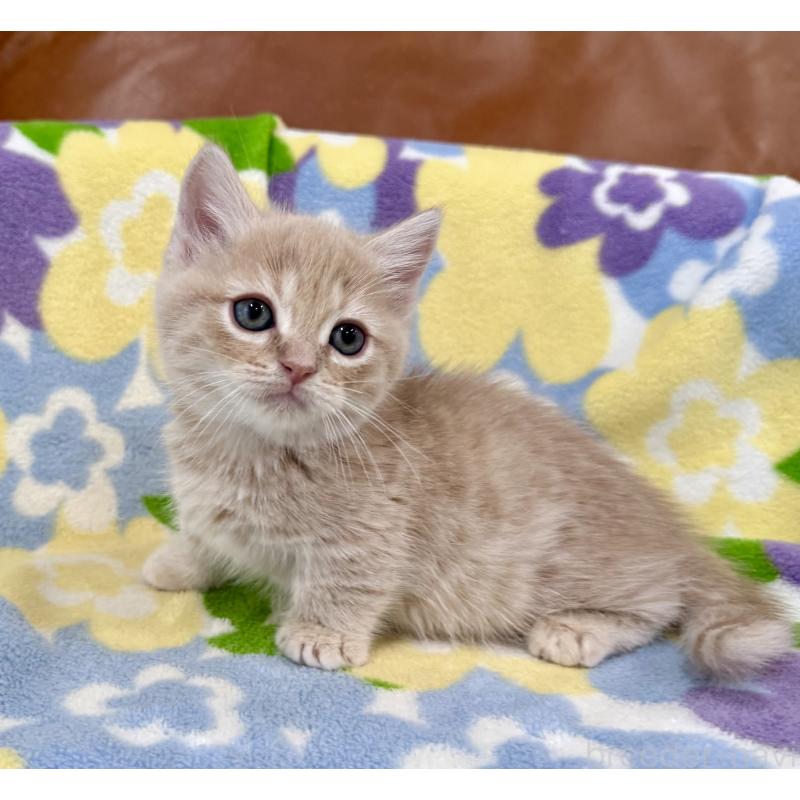 成約済の神奈川県のマンチカン-130335の8枚目