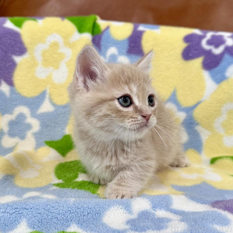 成約済の神奈川県のマンチカン-130335の7枚目