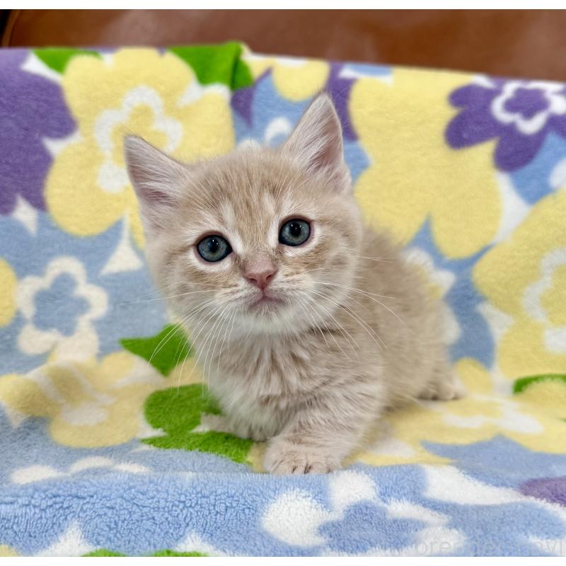 成約済の神奈川県のマンチカン-130335の6枚目