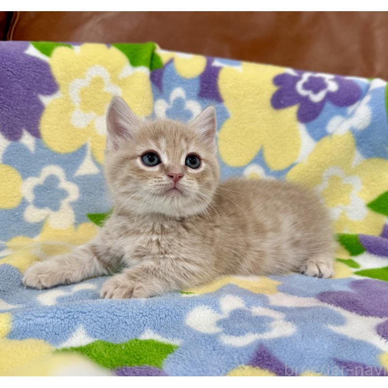 成約済の神奈川県のマンチカン-130335の4枚目