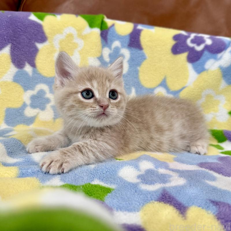 販売中の神奈川県のマンチカン-130335