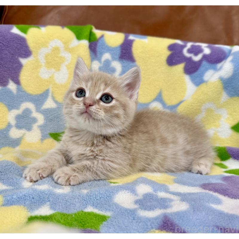 成約済の神奈川県のマンチカン-130335の3枚目