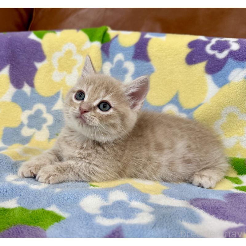 成約済の神奈川県のマンチカン-130335の2枚目