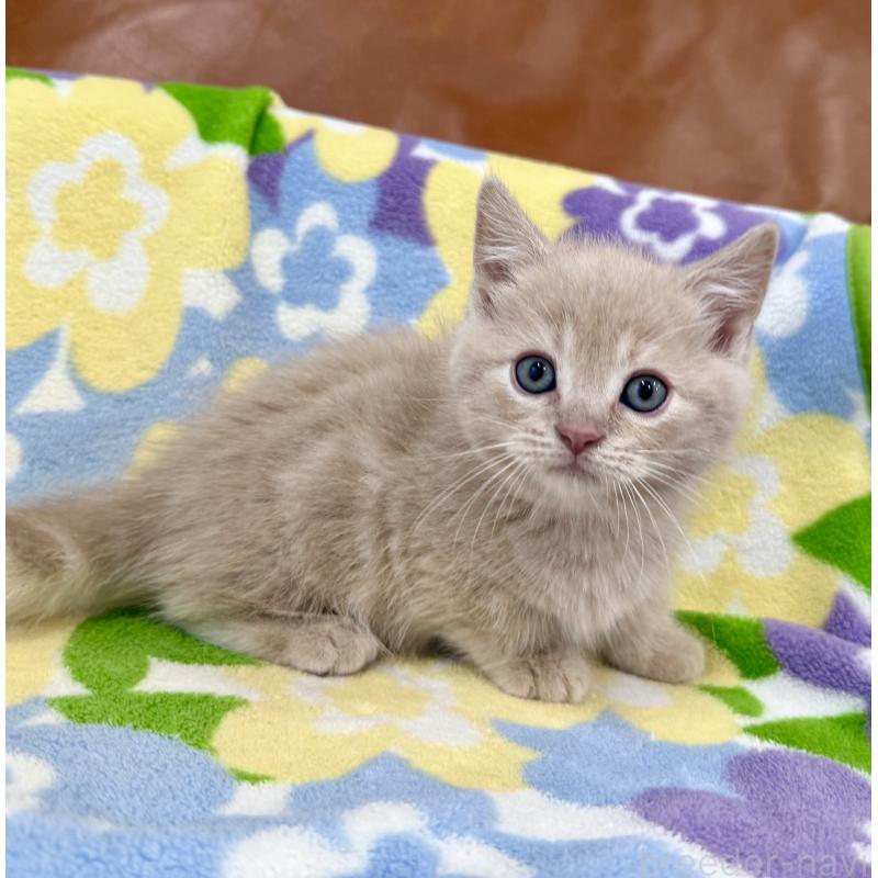 成約済の神奈川県のマンチカン-130336の10枚目