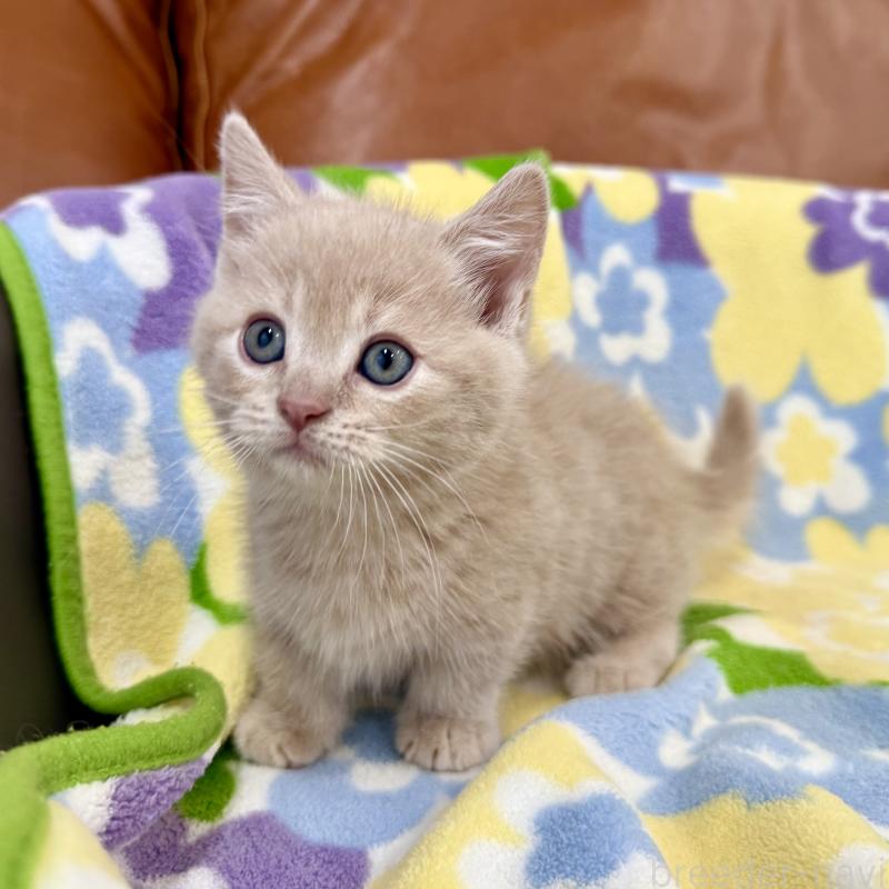 成約済の神奈川県のマンチカン-130336の9枚目