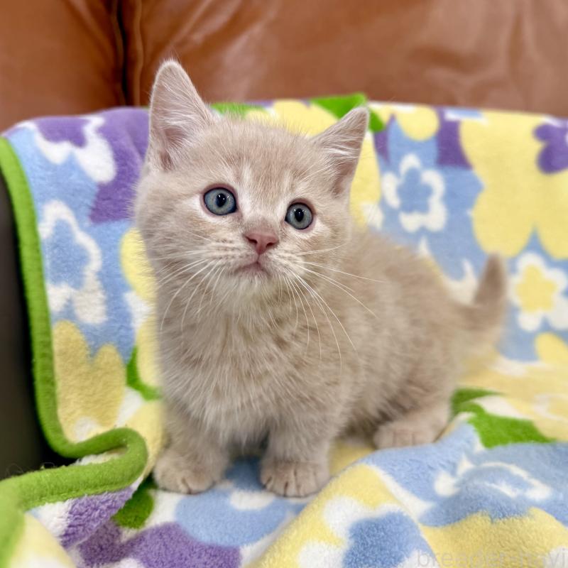 販売中の神奈川県のマンチカン-130336