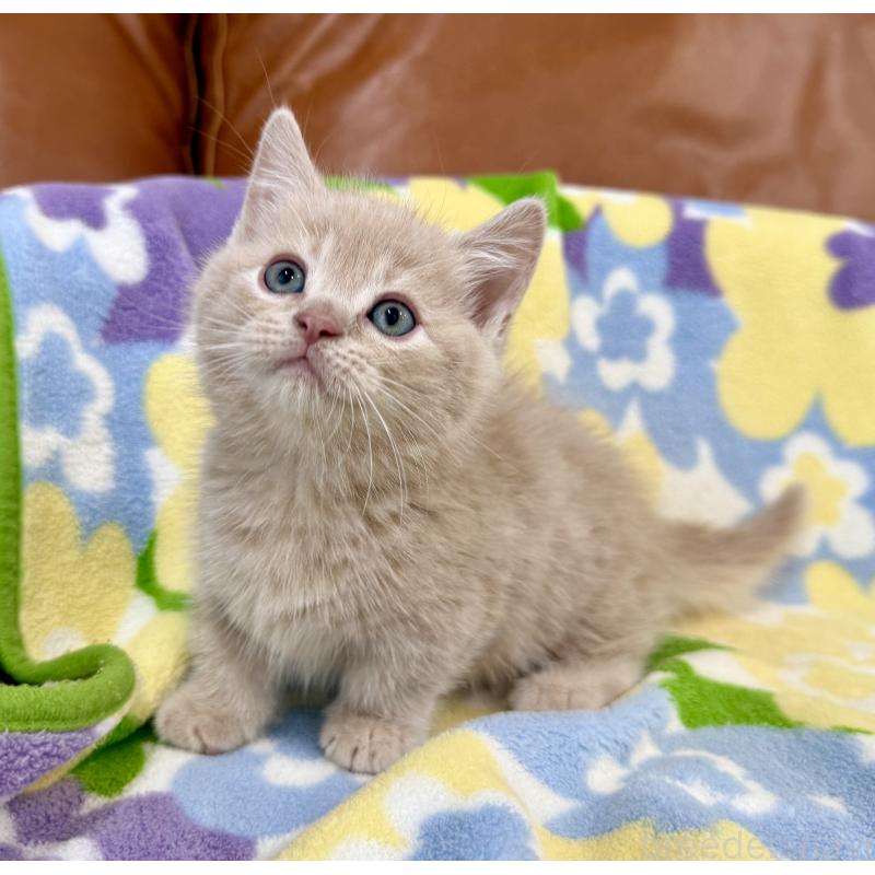 成約済の神奈川県のマンチカン-130336の8枚目