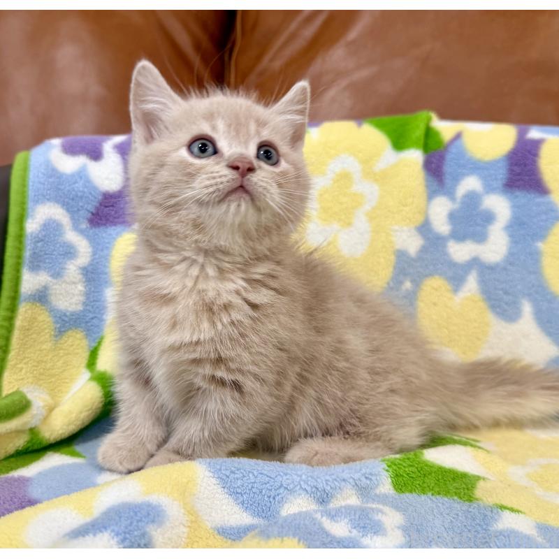 成約済の神奈川県のマンチカン-130336の7枚目