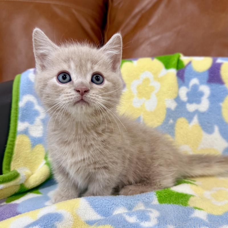 成約済の神奈川県のマンチカン-130336の6枚目