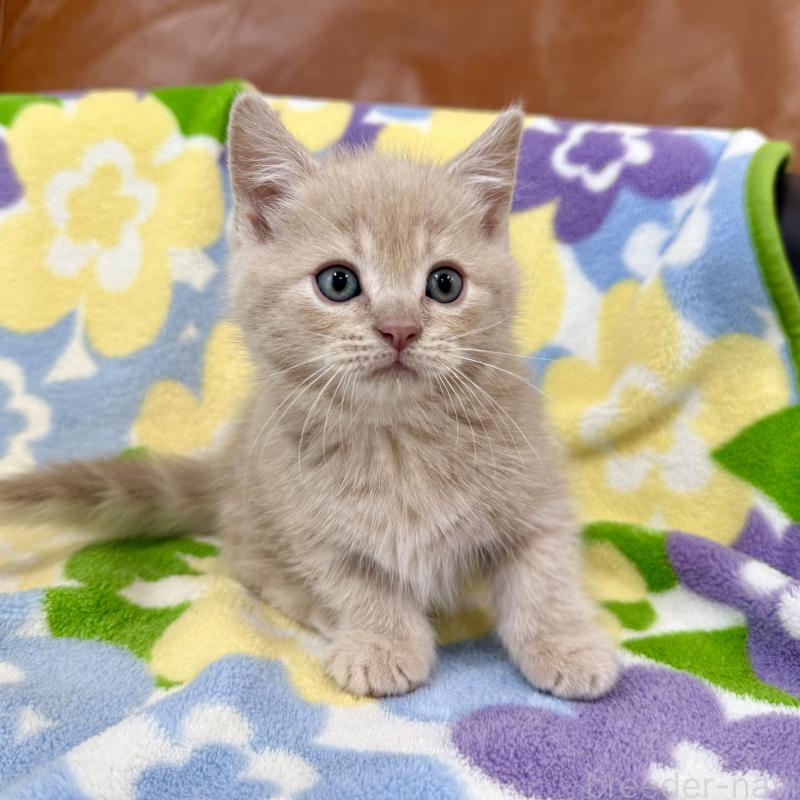 成約済の神奈川県のマンチカン-130336の5枚目