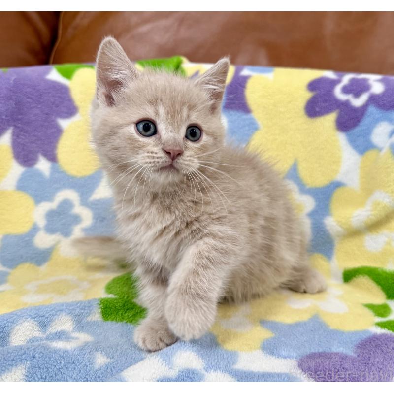 成約済の神奈川県のマンチカン-130336の4枚目