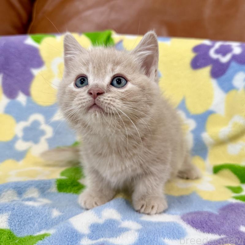 成約済の神奈川県のマンチカン-130336の3枚目