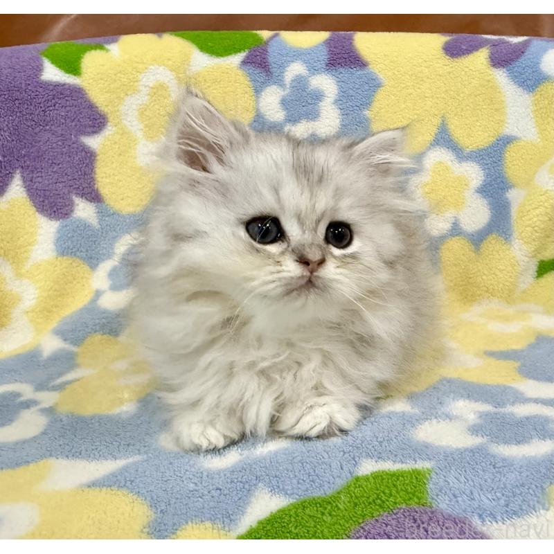 販売中の神奈川県のペルシャ(チンチラ)-129018の9枚目
