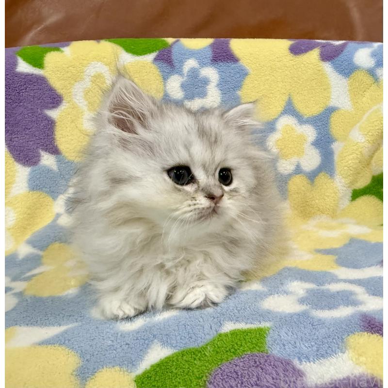 販売中の神奈川県のペルシャ(チンチラ)-129018の8枚目