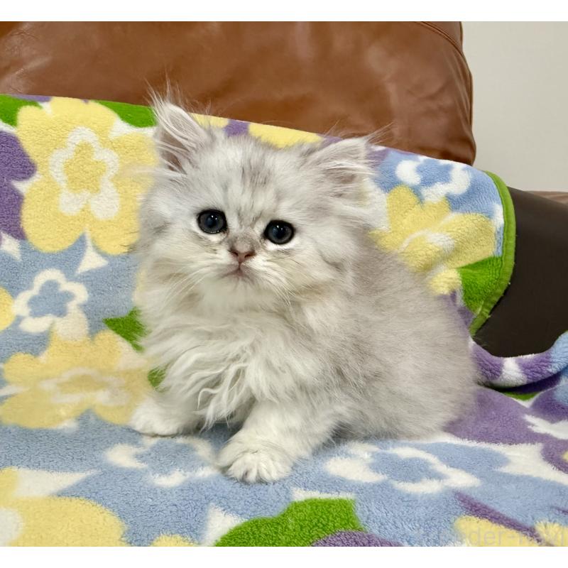 販売中の神奈川県のペルシャ(チンチラ)-129018の7枚目