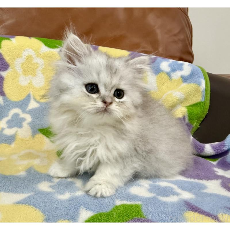 販売中の神奈川県のペルシャ(チンチラ)-129018の6枚目