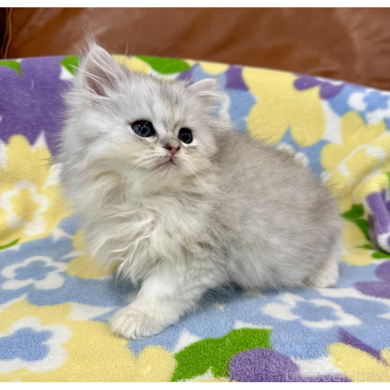 販売中の神奈川県のペルシャ(チンチラ)-129018の5枚目