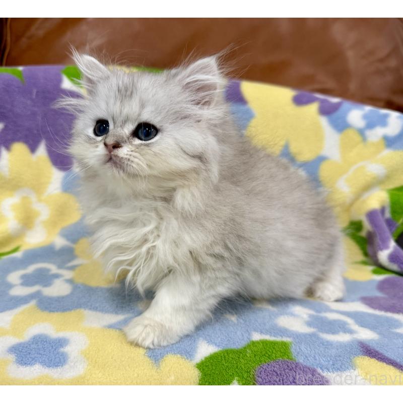 販売中の神奈川県のペルシャ(チンチラ)-129018の4枚目