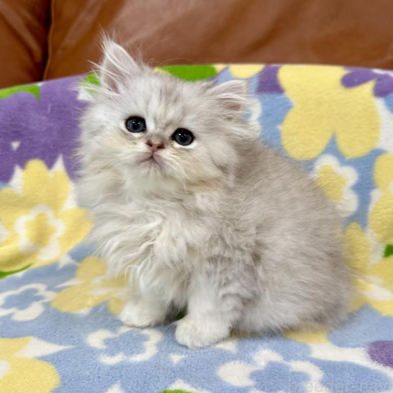 販売中の神奈川県のペルシャ(チンチラ)-129018の3枚目