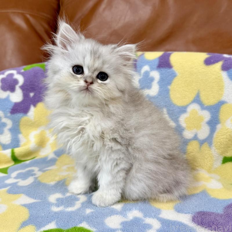 販売中の神奈川県のペルシャ(チンチラ)-129018の2枚目