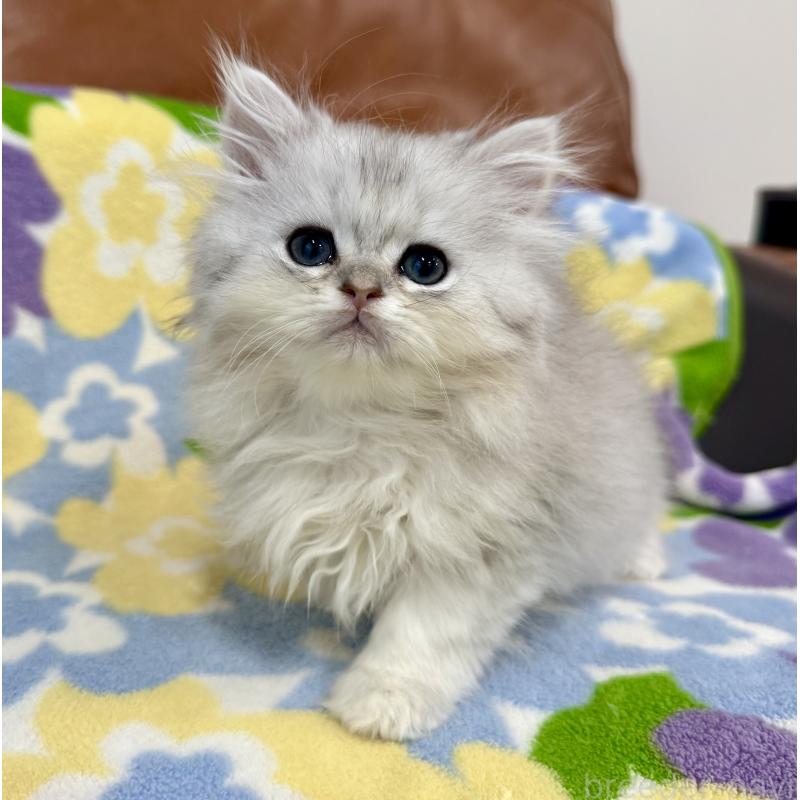 販売中の神奈川県のペルシャ(チンチラ)-129018