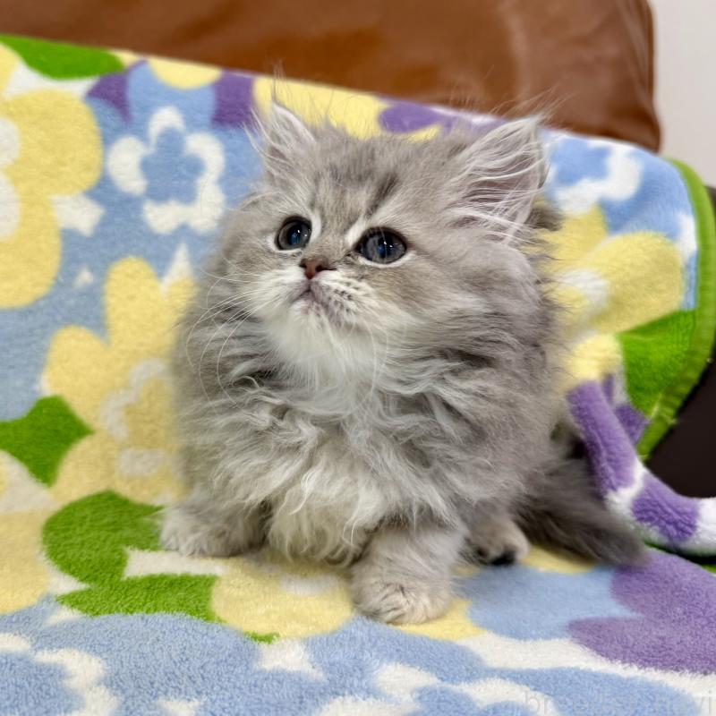 成約済の神奈川県のペルシャ(チンチラ)-129024の9枚目