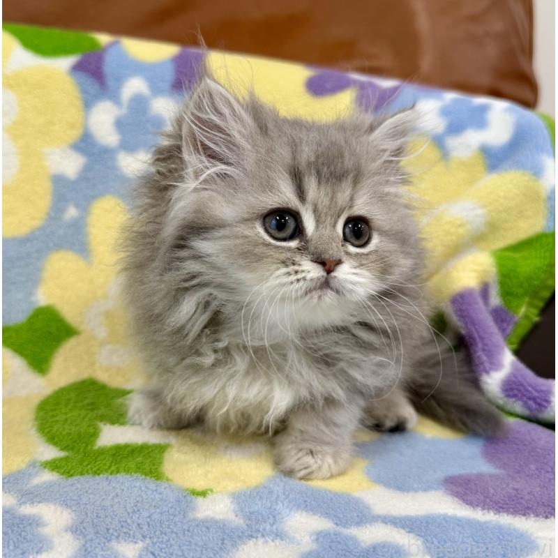 成約済の神奈川県のペルシャ(チンチラ)-129024の8枚目