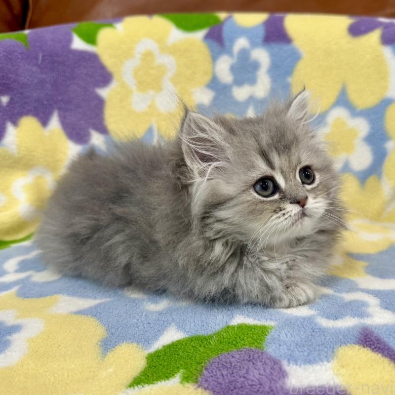 成約済の神奈川県のペルシャ(チンチラ)-129024の7枚目