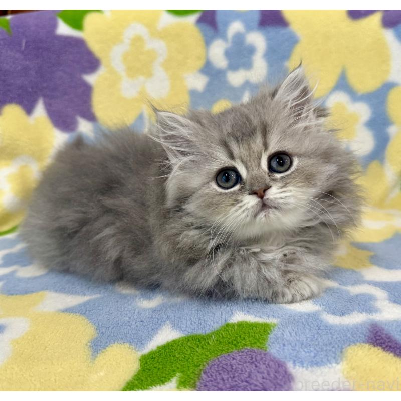 成約済の神奈川県のペルシャ(チンチラ)-129024の6枚目