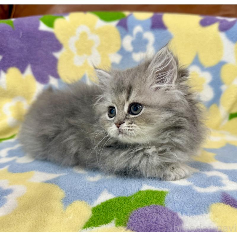 成約済の神奈川県のペルシャ(チンチラ)-129024の5枚目