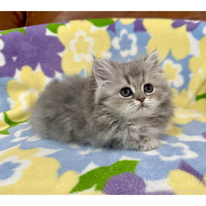 成約済の神奈川県のペルシャ(チンチラ)-129024の1枚目