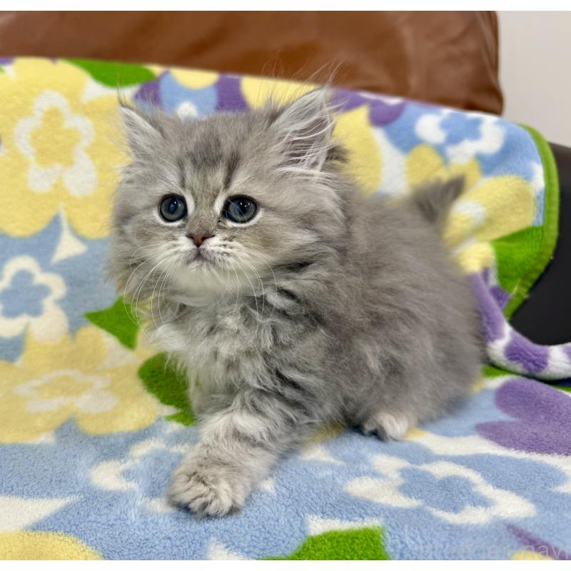 成約済の神奈川県のペルシャ(チンチラ)-129024の4枚目