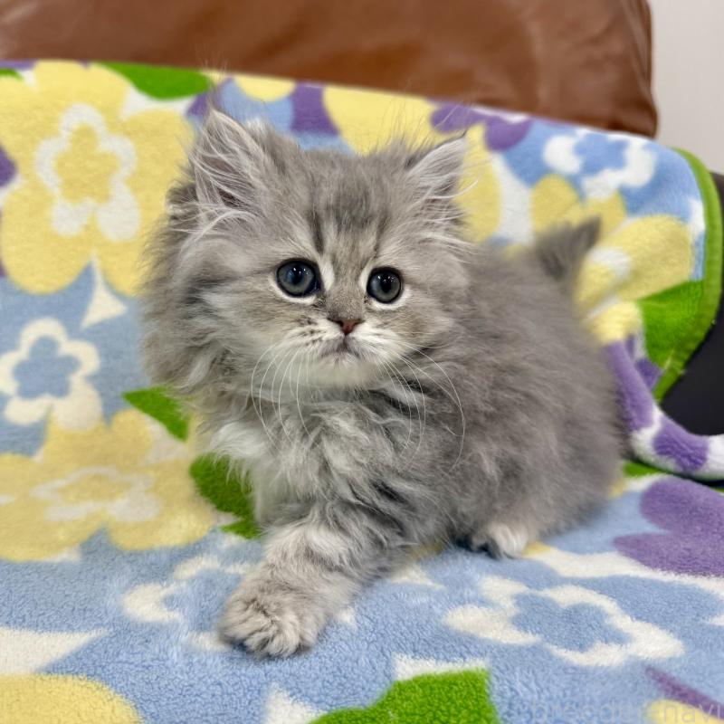 成約済の神奈川県のペルシャ(チンチラ)-129024の3枚目