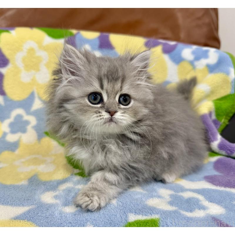 成約済の神奈川県のペルシャ(チンチラ)-129024の2枚目