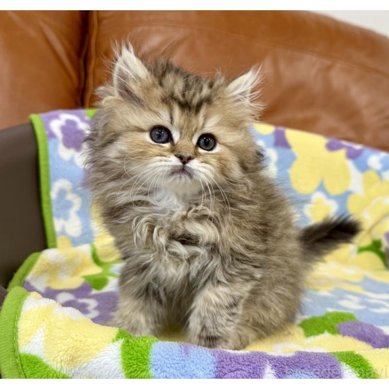 販売中の神奈川県のペルシャ(チンチラ)-129025の9枚目