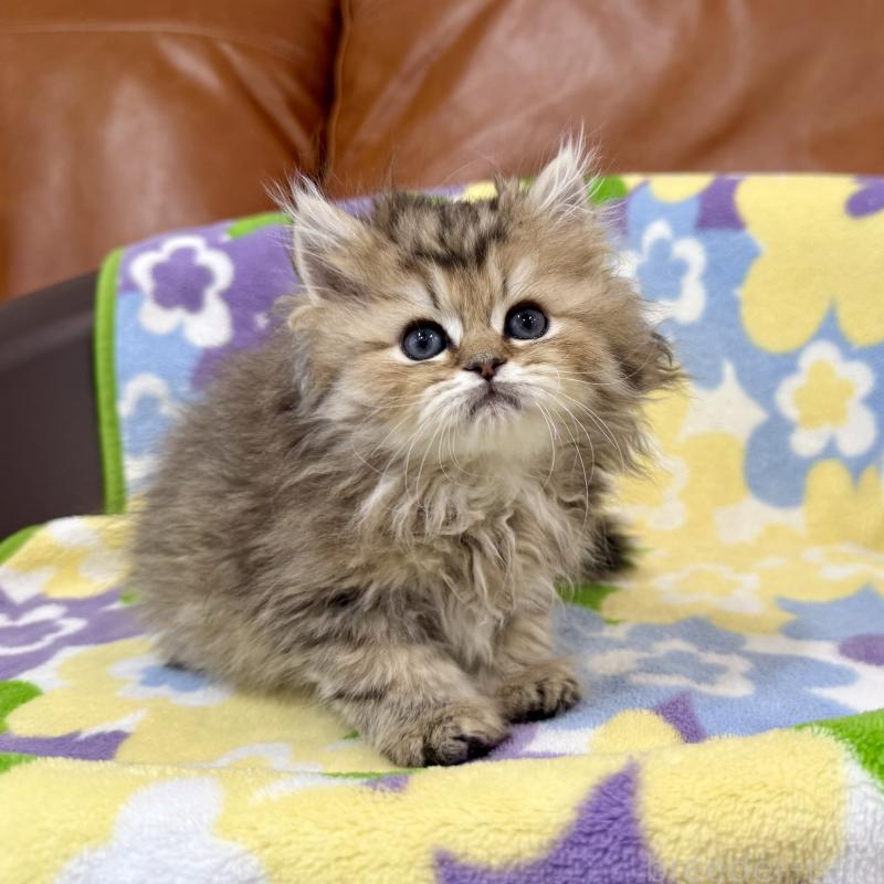 販売中の神奈川県のペルシャ(チンチラ)-129025の8枚目