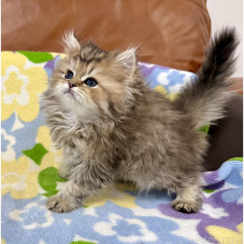 販売中の神奈川県のペルシャ(チンチラ)-129025の7枚目