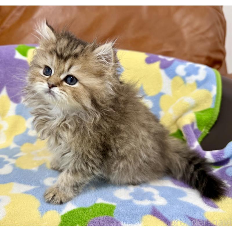 販売中の神奈川県のペルシャ(チンチラ)-129025の6枚目