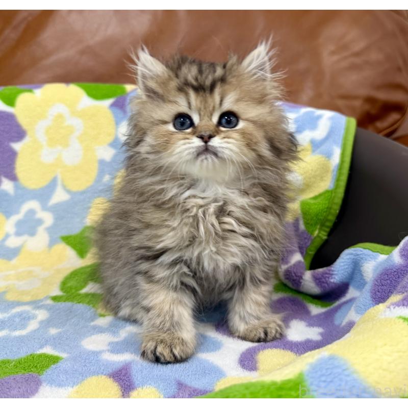 販売中の神奈川県のペルシャ(チンチラ)-129025の5枚目