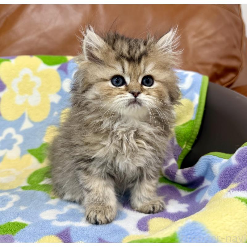 販売中の神奈川県のペルシャ(チンチラ)-129025の4枚目