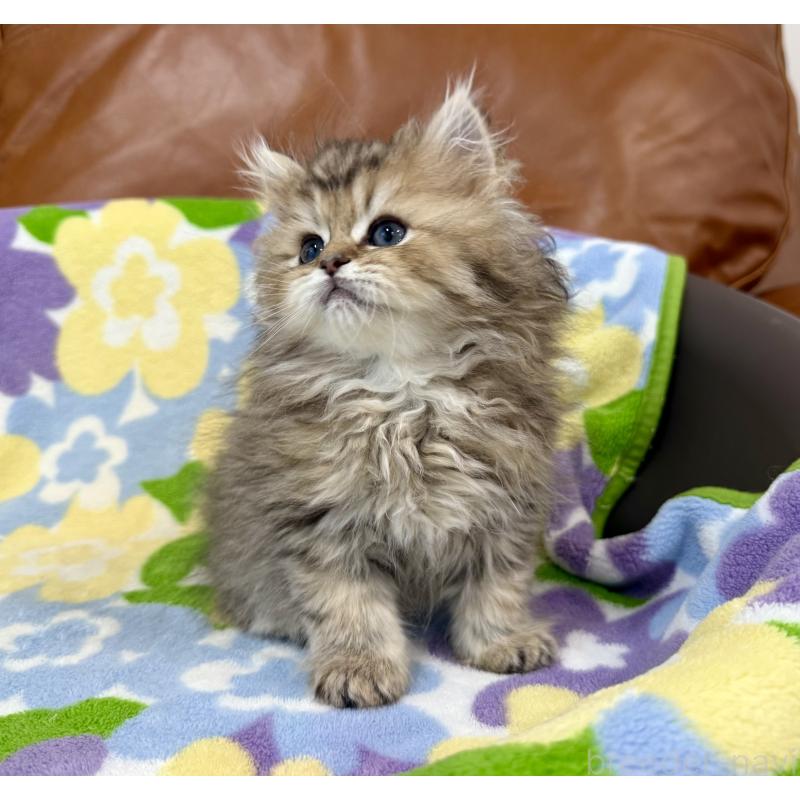 販売中の神奈川県のペルシャ(チンチラ)-129025の3枚目