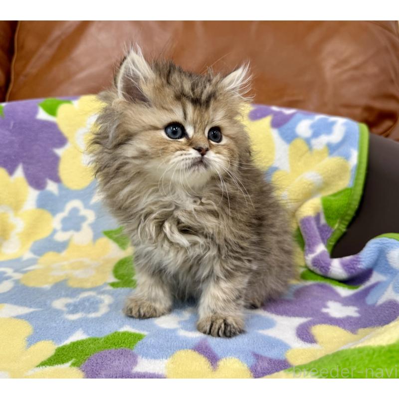 販売中の神奈川県のペルシャ(チンチラ)-129025の2枚目