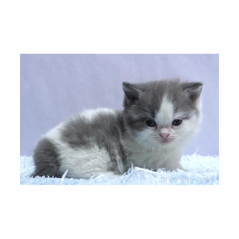 販売中の群馬県のミヌエット(短足)-131811の4枚目