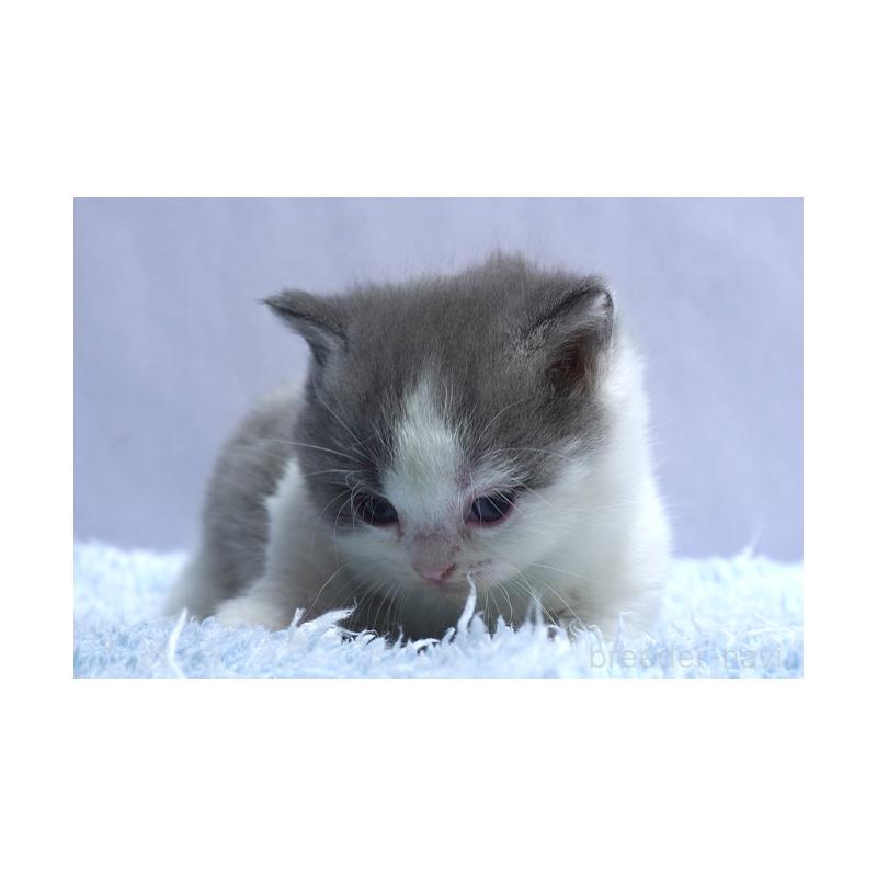 販売中の群馬県のミヌエット(短足)-131811の3枚目