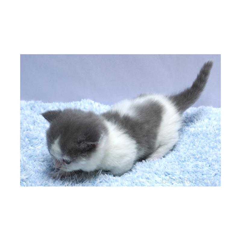 販売中の群馬県のミヌエット(短足)-131811の2枚目