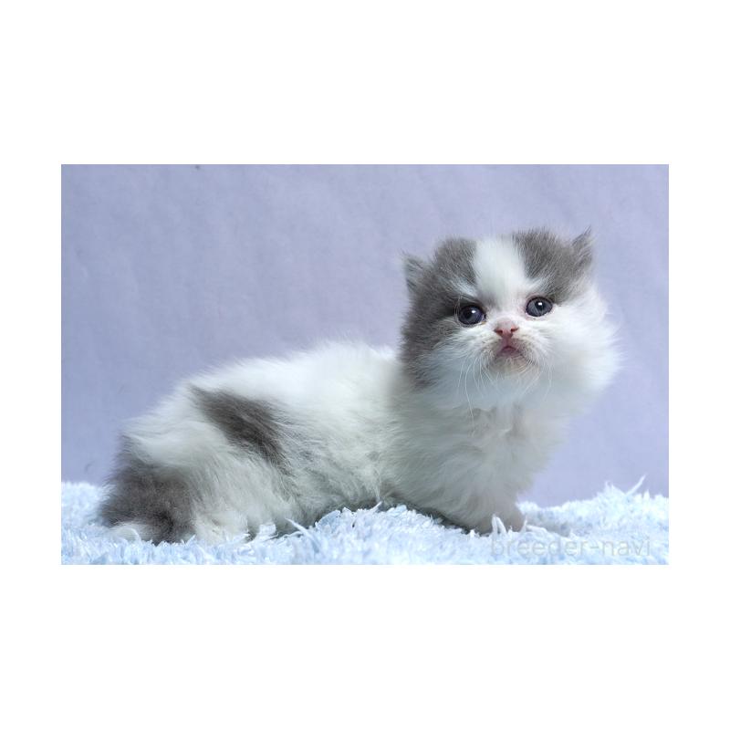 販売中の群馬県のミヌエット(短足)-131812の4枚目