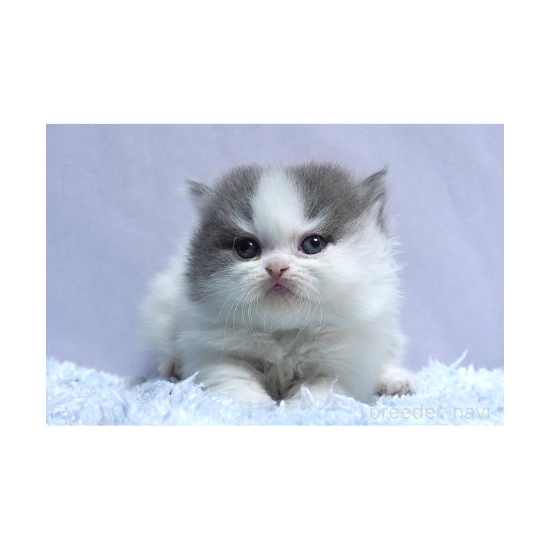 販売中の群馬県のミヌエット(短足)-131812の3枚目