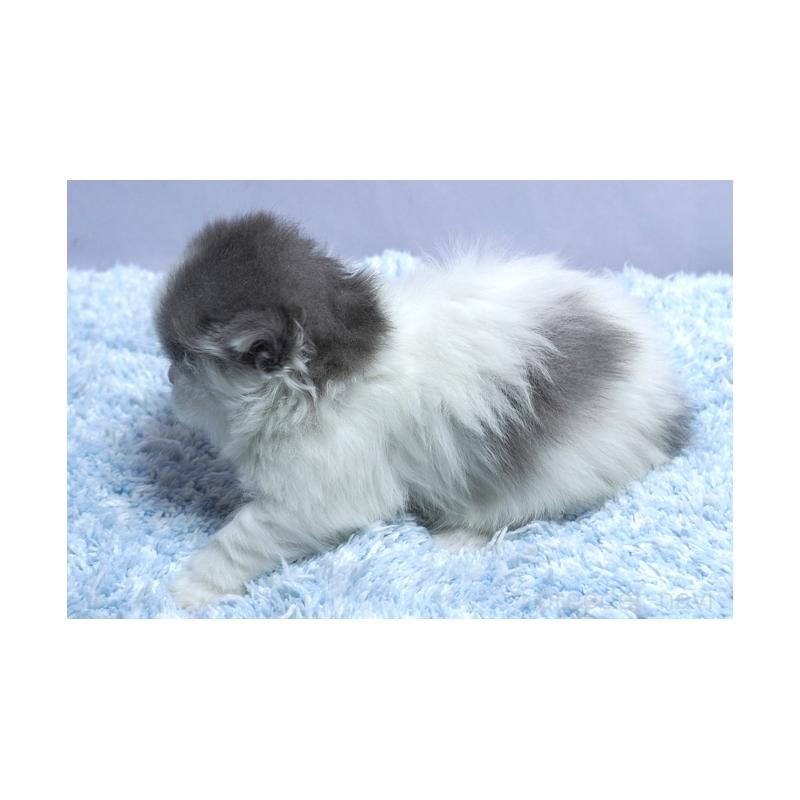 販売中の群馬県のミヌエット(短足)-131812の2枚目